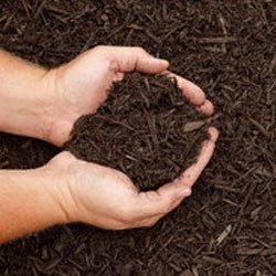 nh3 soil